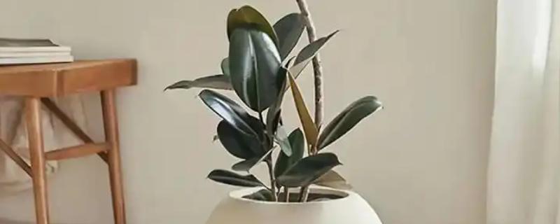 橡皮树如何扦插，枝条剪成12-15厘米的段作为插穗