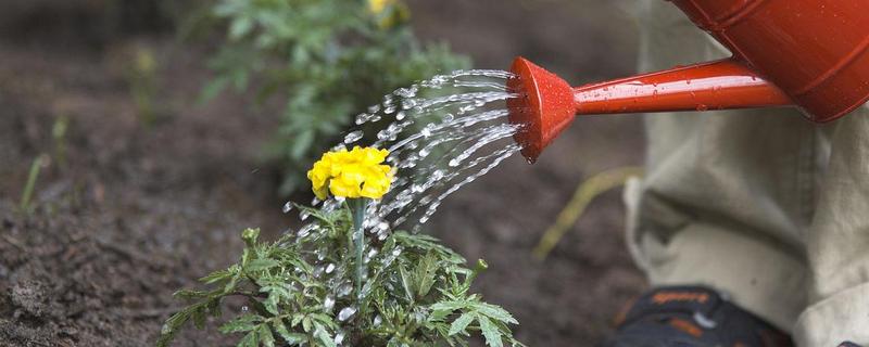 养花用哪种水，可以用自来水、雨水等