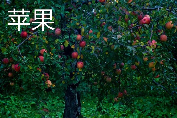 河北适合种植哪种水果，适合种苹果、葡萄等