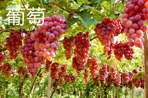 河北适合种植哪种水果，适合种苹果、葡萄等
