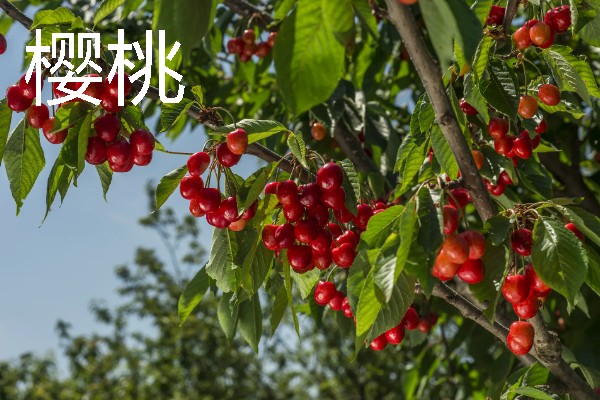 河北适合种植哪种水果，适合种苹果、葡萄等
