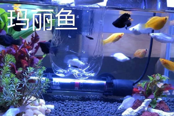 鱼缸养鱼过多的坏处，容易导致鱼儿发生争斗