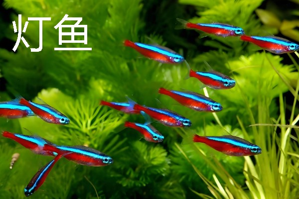 鱼缸养鱼过多的坏处，容易导致鱼儿发生争斗