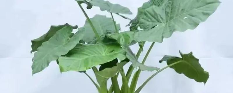 滴水观音可以用羊粪吗，是不可以用羊粪的