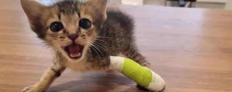 猫咪受伤掉了一块皮怎么处理，要先对伤口进行冲洗