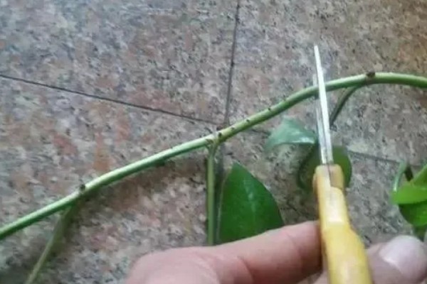 绿萝根太长能剪掉吗，最好不要剪掉