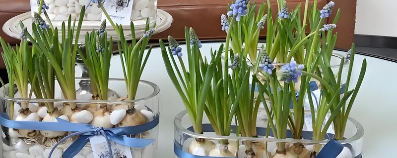 风信子的水养方法，水温在15℃以下较好