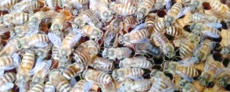 蜂王的介入方法，以下三种方式均可选择