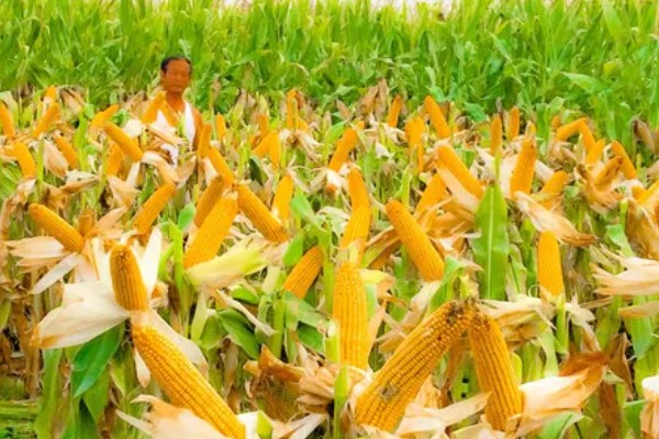 沃玉3号玉米的特征特性，生育期在120-130天左右