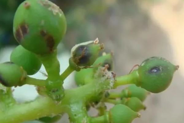 如何防治果树绿盲蝽，可人工防治也可药剂防治