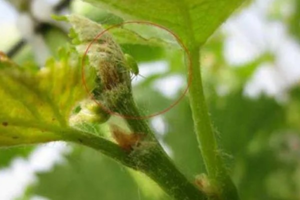 如何防治果树绿盲蝽，可人工防治也可药剂防治