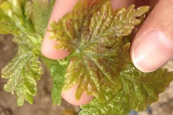 如何防治果树绿盲蝽，可人工防治也可药剂防治