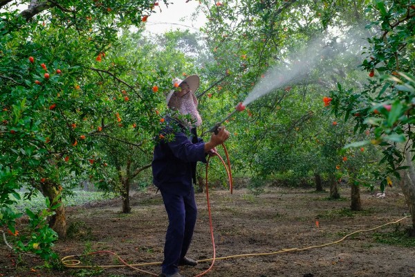 如何防治果树绿盲蝽，可人工防治也可药剂防治