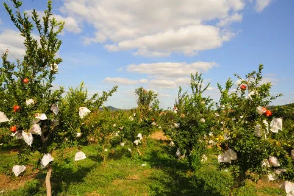 如何防治果树绿盲蝽，可人工防治也可药剂防治