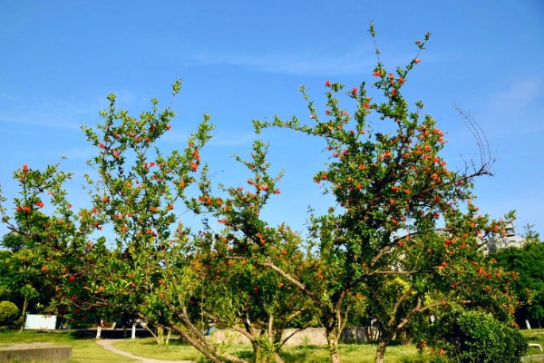 如何防治果树绿盲蝽，可人工防治也可药剂防治