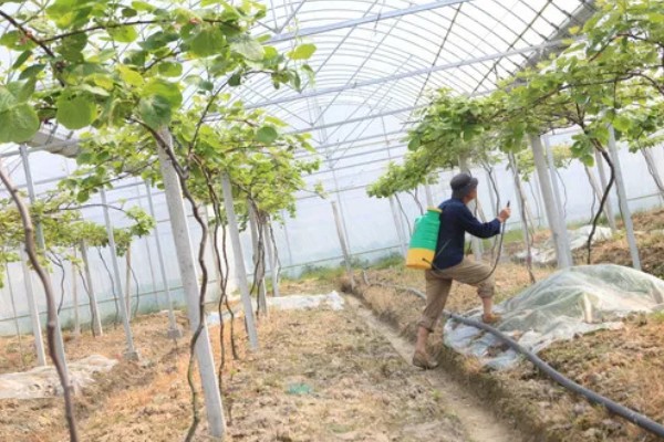 如何防治果树绿盲蝽，可人工防治也可药剂防治