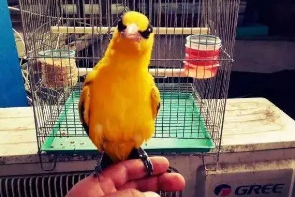 黄鹂鸟可以吃的饲料，可以吃肉类、谷类等