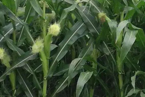 沃玉3号玉米的特征特性，生育期在120-130天左右