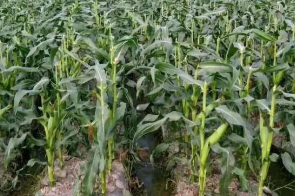 沃玉3号玉米的特征特性，生育期在120-130天左右