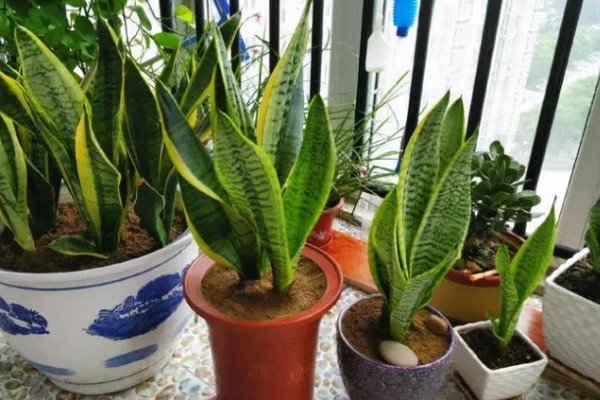 虎皮剑兰的养殖方法，选择砂质壤土种植