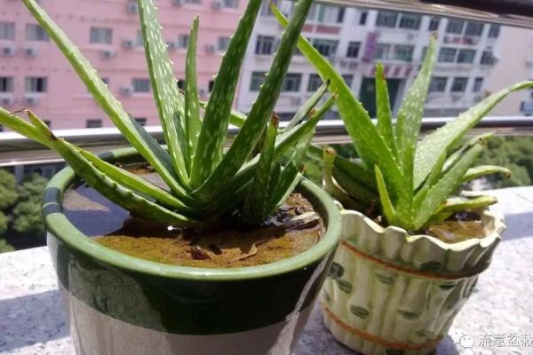 芦荟是否怕冷，温度下降到0℃时会被冻伤