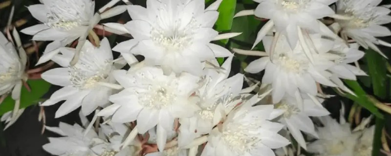 怎么处理剪下来的昙花，可制成干花或水培养殖
