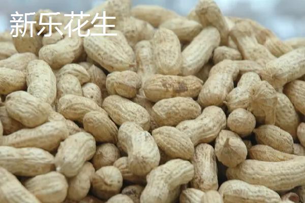 河北新乐市的特产，有新乐花生、沙井红枣等