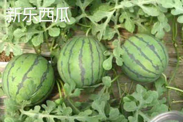 河北新乐市的特产，有新乐花生、沙井红枣等