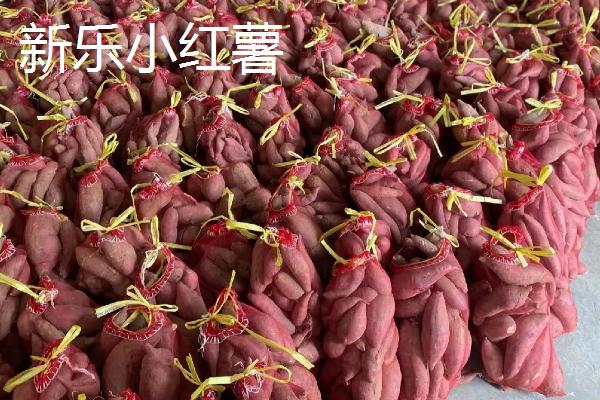 河北新乐市的特产，有新乐花生、沙井红枣等