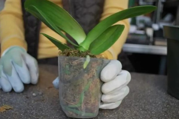 种植蝴蝶兰之后要不要立即浇水，每隔2-3天浇一次即可
