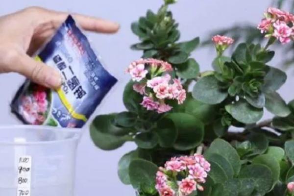 长寿花长虫子如何处理，可采用烟丝法、啤酒法等