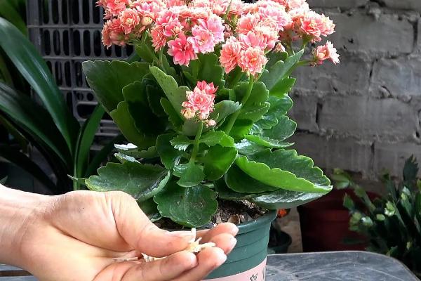 长寿花长虫子如何处理，可采用烟丝法、啤酒法等