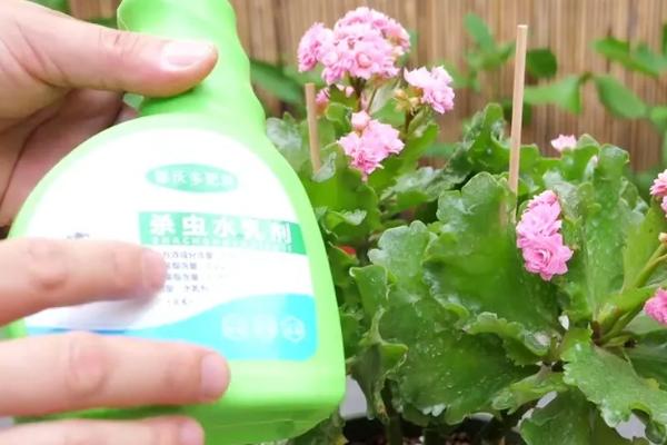 长寿花长虫子如何处理，可采用烟丝法、啤酒法等