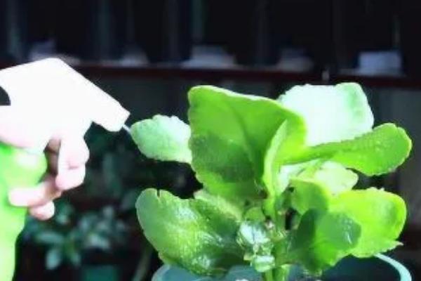 长寿花长虫子如何处理，可采用烟丝法、啤酒法等