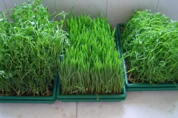 哪些芽苗菜有毒，松柳芽苗是有毒的
