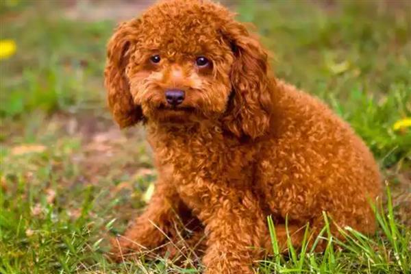 贵宾犬的训练方式，训狗时要发出对应的口令