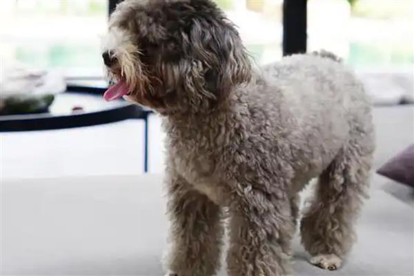 贵宾犬的训练方式，训狗时要发出对应的口令