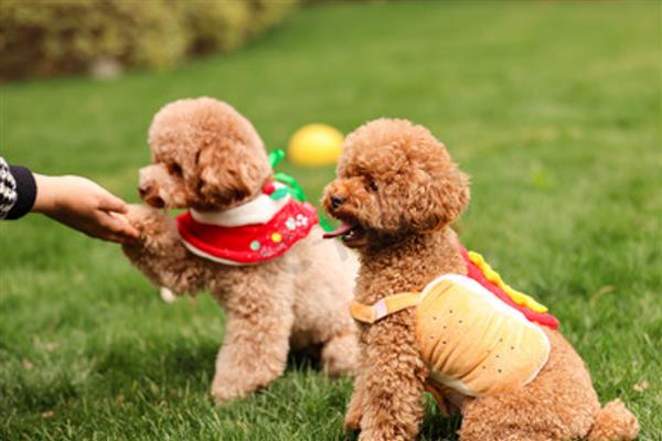 贵宾犬的训练方式，训狗时要发出对应的口令
