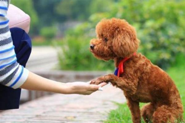 贵宾犬的训练方式，训狗时要发出对应的口令