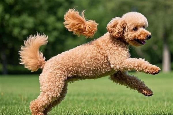 贵宾犬的训练方式，训狗时要发出对应的口令