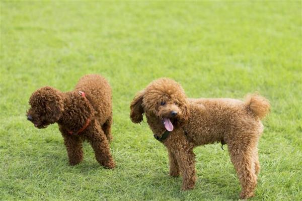贵宾犬的训练方式，训狗时要发出对应的口令