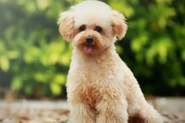 贵宾犬的训练方式，训狗时要发出对应的口令