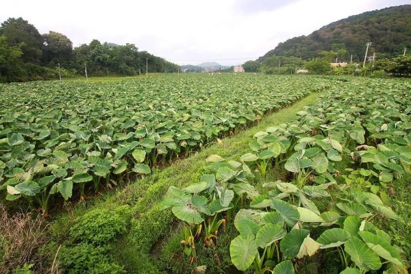 芋头一亩地可以产多少斤，亩产量一般在4000斤左右