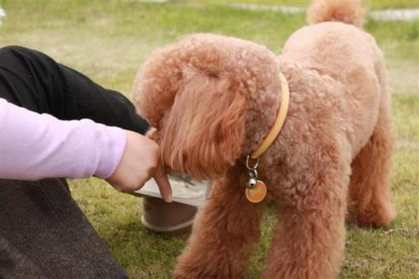 贵宾犬的训练方式，训狗时要发出对应的口令