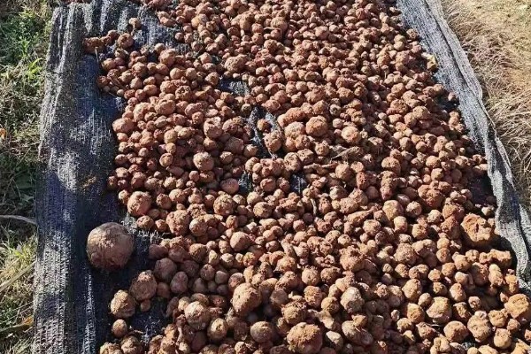 芋头一亩地可以产多少斤，亩产量一般在4000斤左右