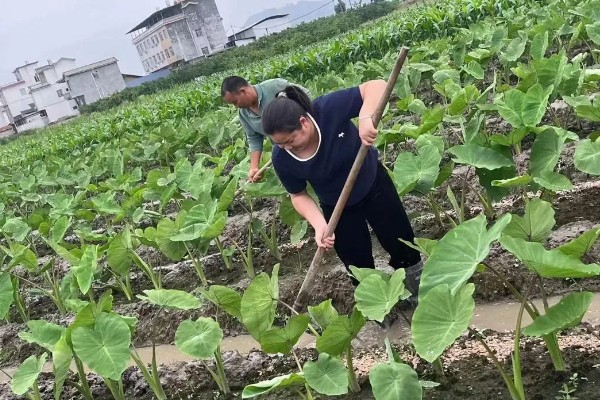 芋头一亩地可以产多少斤，亩产量一般在4000斤左右