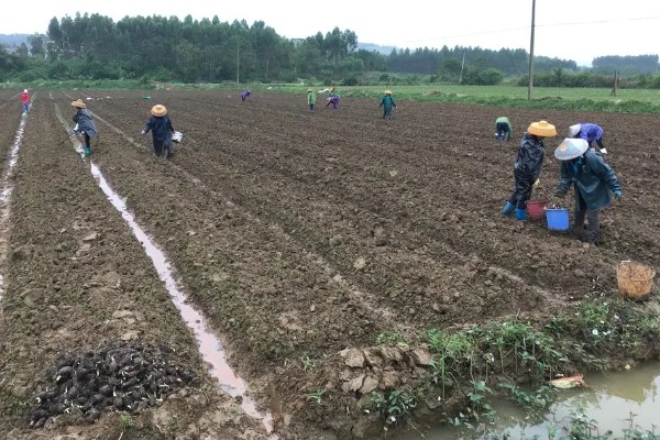 芋头一亩地可以产多少斤，亩产量一般在4000斤左右