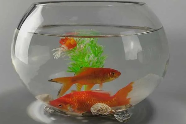 金鱼的换水间隔，通常每隔3-4天换一次
