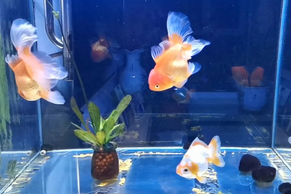 金鱼的换水间隔，通常每隔3-4天换一次