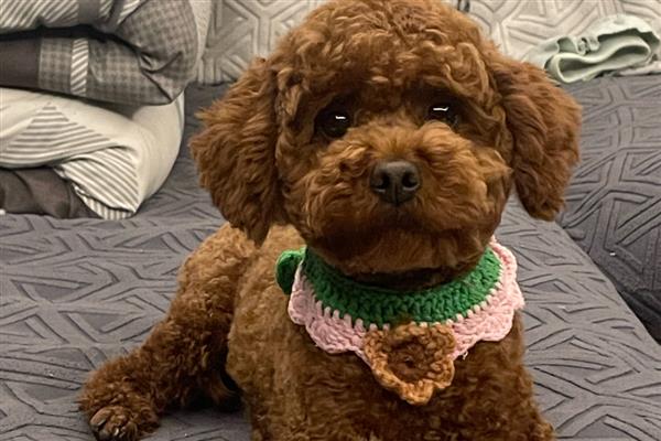 贵宾犬的训练方式，训狗时要发出对应的口令